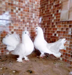 Fantail (Lakka) pair with Cage