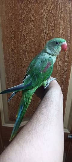 male parrot talking