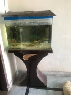 Aquarium with 1 fish free