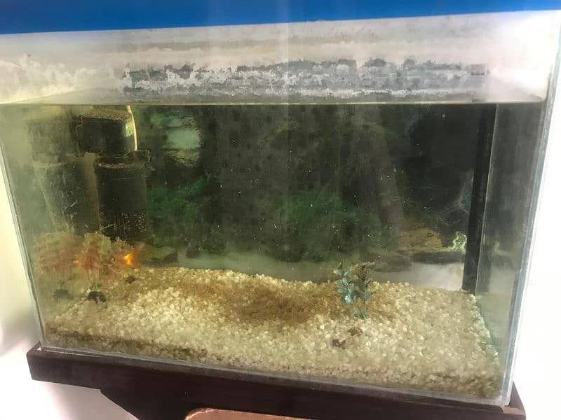 Aquarium with 1 fish free 3