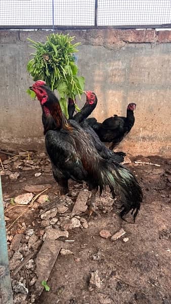 Aseel Thi and Hera Sindhi