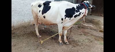Australian cow 1 month pregnant