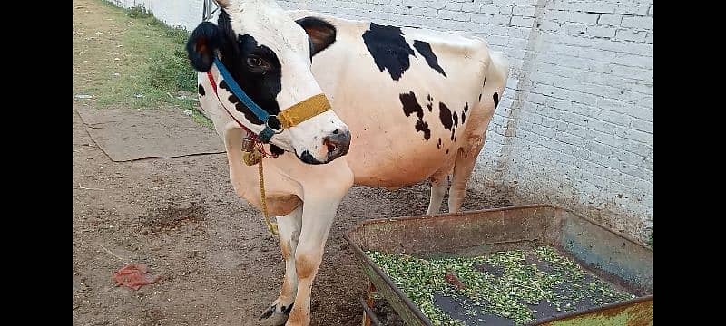 Australian cow 1 month pregnant 1