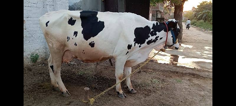 Australian cow 1 month pregnant 3