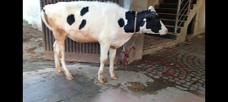 Australian cow 1 month pregnant 4