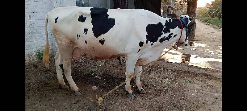 Australian cow 1 month pregnant 7
