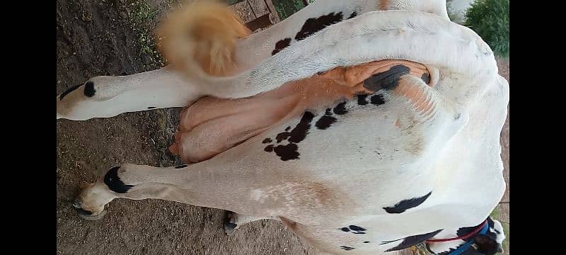 Australian cow 1 month pregnant 8