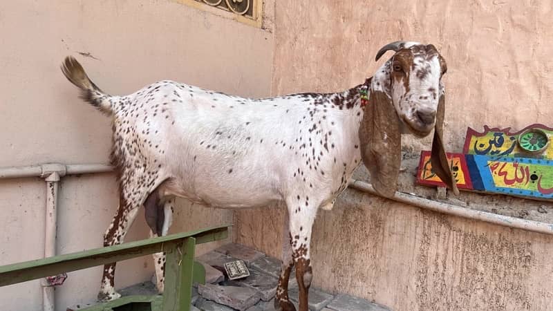 goats and sheeps for sale 5