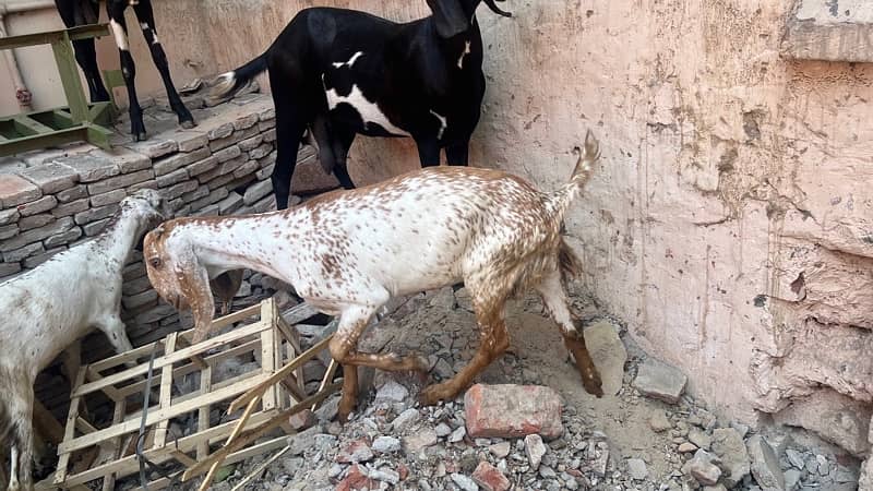 goats and sheeps for sale 8