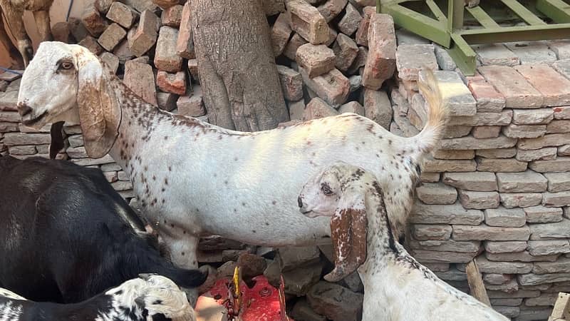 goats and sheeps for sale 9
