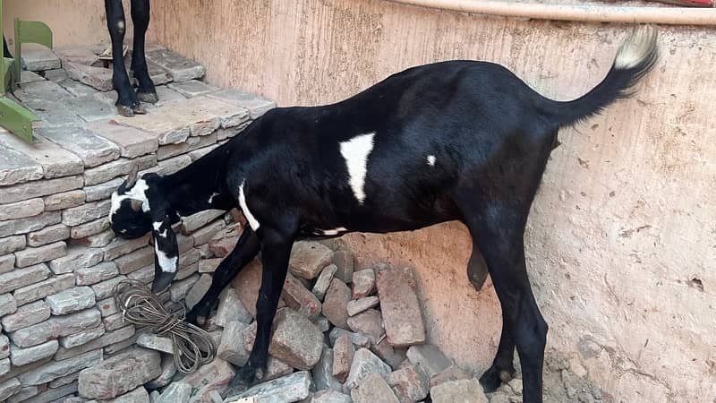 goats and sheeps for sale 10