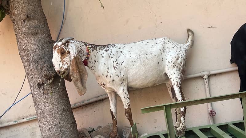 goats and sheeps for sale 11