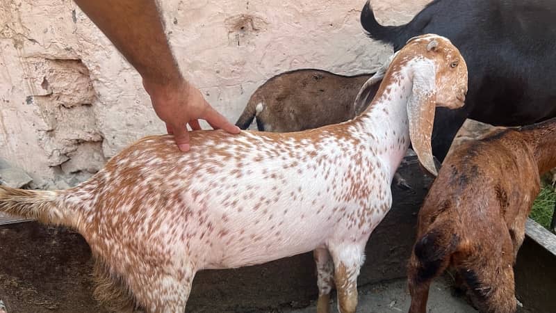 goats and sheeps for sale 12