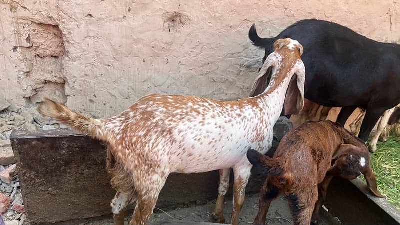 goats and sheeps for sale 13