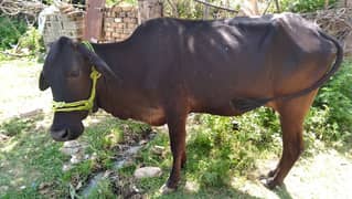 Desi cow for sale sath vacha milk 2 time ka 2ltr 0