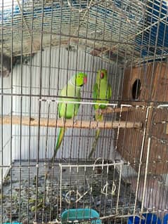 Ringneck Parrots Pair