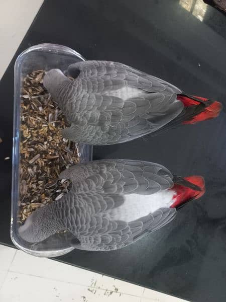 grey parrot chicks pair 1