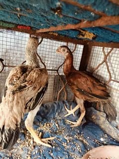 indian parrot beak chicken & shamoo