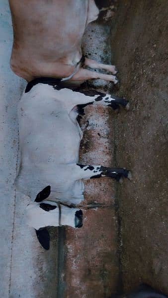 cow abluk 3