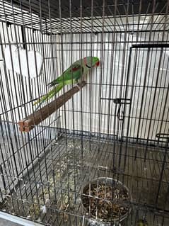 Raw Parrot Jumbo Size Breeder Pair with Cage