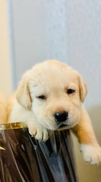 American labrador pups for sale| Extreme Active and healthy 1