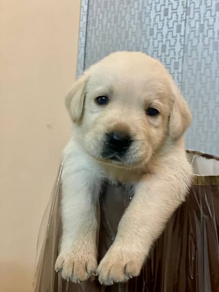 American labrador pups for sale| Extreme Active and healthy 2