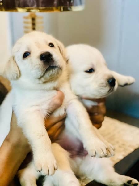 American labrador pups for sale| Extreme Active and healthy 3
