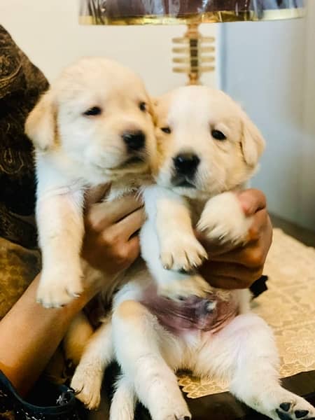 American labrador pups for sale| Extreme Active and healthy 4