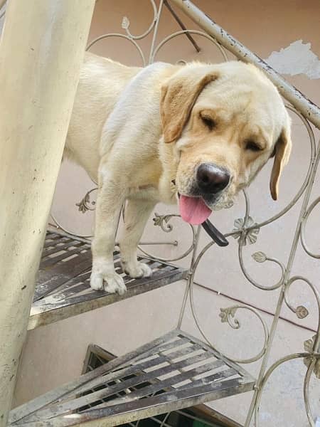 American labrador pups for sale| Extreme Active and healthy 5