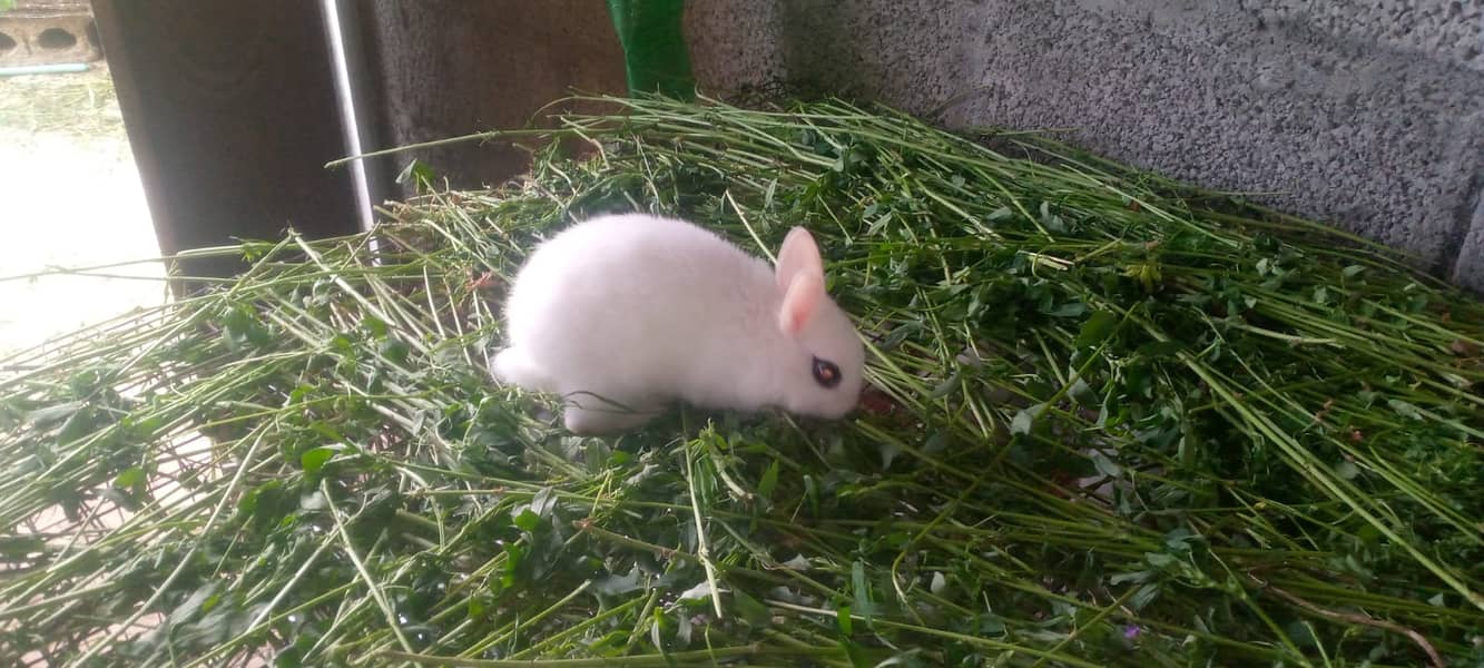 Rabit | Rabbit | bunny | khargosh | Rabits for sale 5