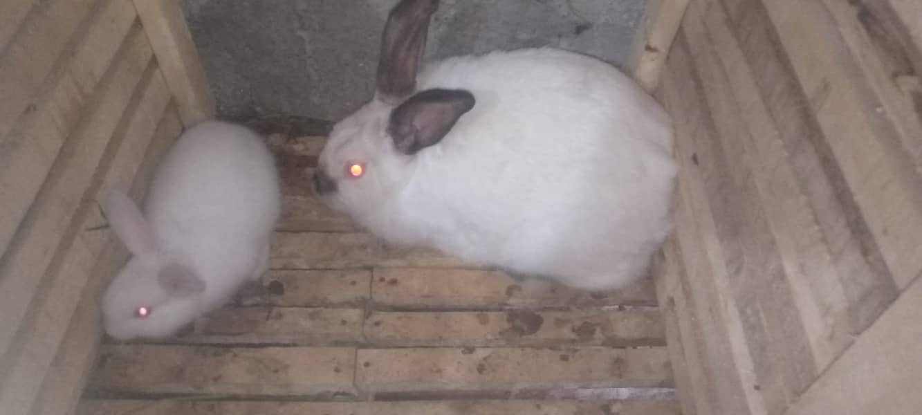 Rabit | Rabbit | bunny | khargosh | Rabits for sale 9