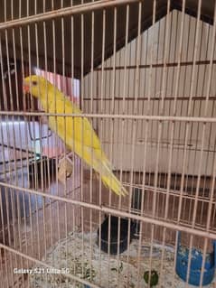 parrot full healthy and active yellow color full flying