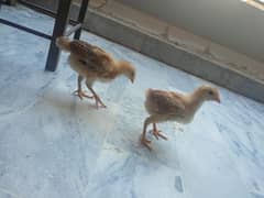 chicks pair available for sale age around 1-1.5 months