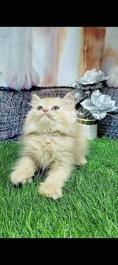 pure Persian kittens fawn and white 0