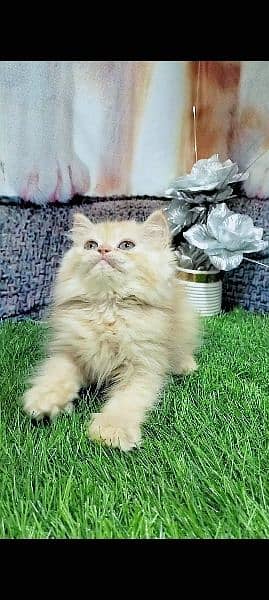 pure Persian kittens fawn and white 0
