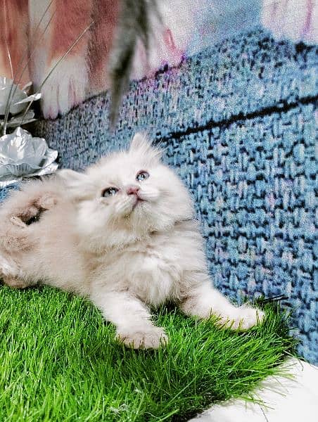 pure Persian kittens fawn and white 1
