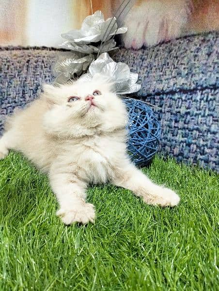 pure Persian kittens fawn and white 2