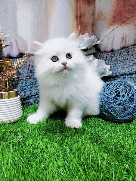 pure Persian kittens fawn and white 3