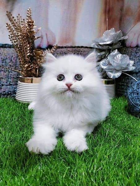 pure Persian kittens fawn and white 4