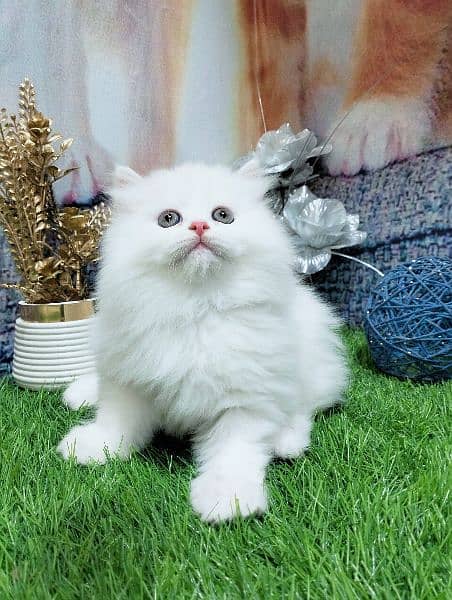 pure Persian kittens fawn and white 5