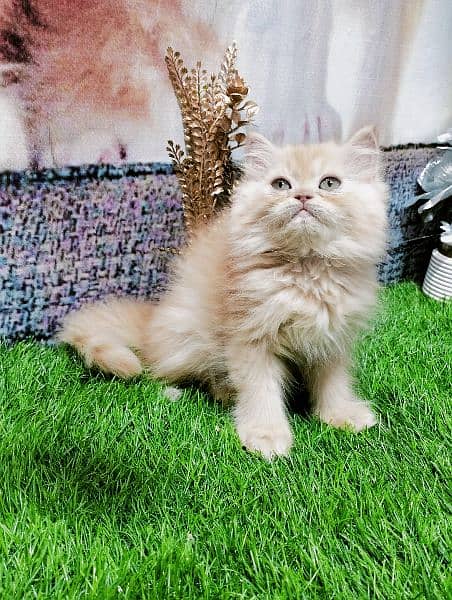 pure Persian kittens fawn and white 6