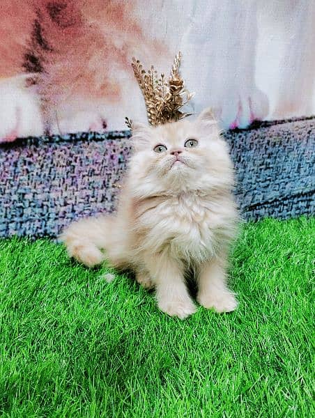 pure Persian kittens fawn and white 7