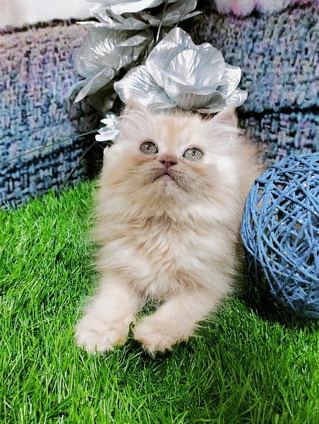pure Persian kittens fawn and white 8