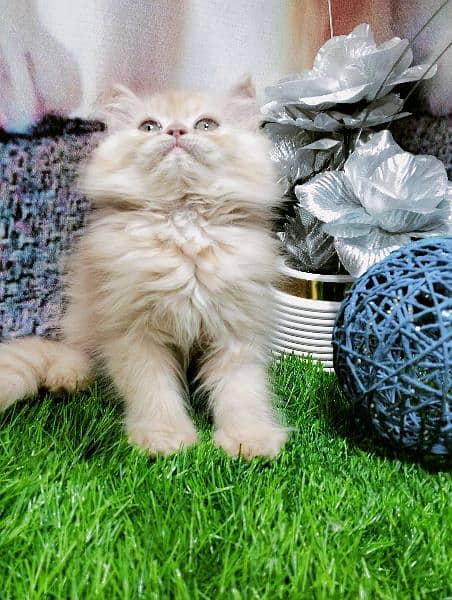 pure Persian kittens fawn and white 9