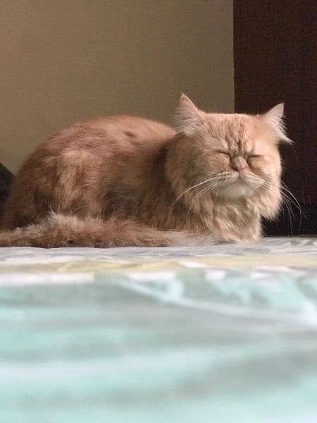 pure persian cat 1