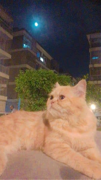 pure persian cat 3
