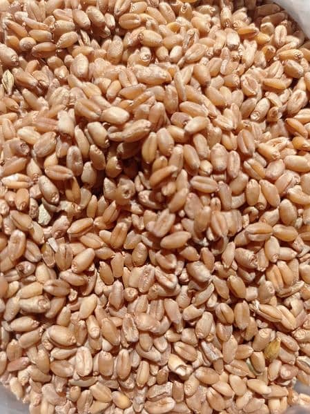 Wheat | Gandum | گندم 0
