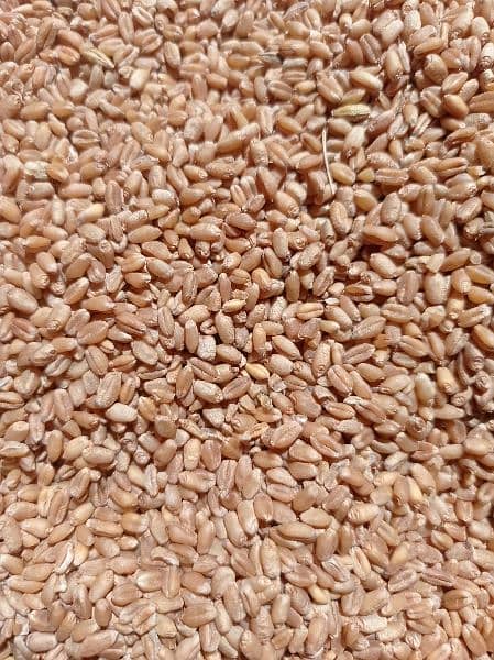 Wheat | Gandum | گندم 2