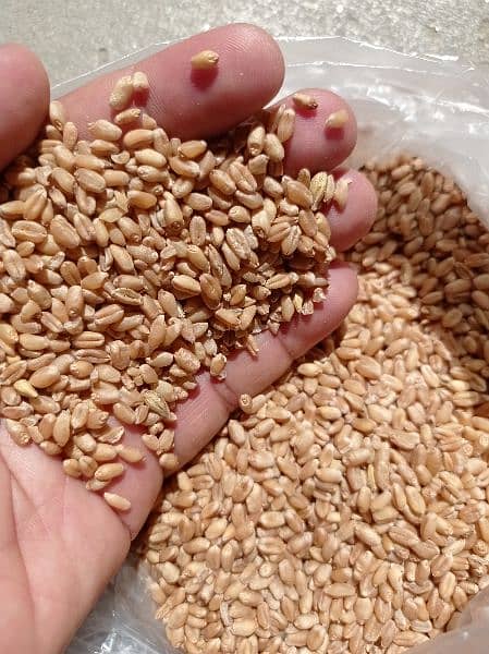 Wheat | Gandum | گندم 3