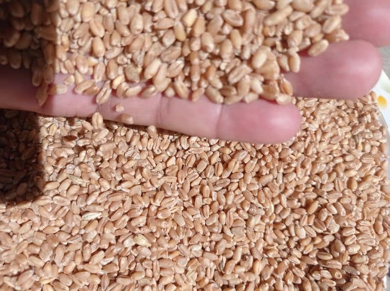 Wheat | Gandum | گندم 4